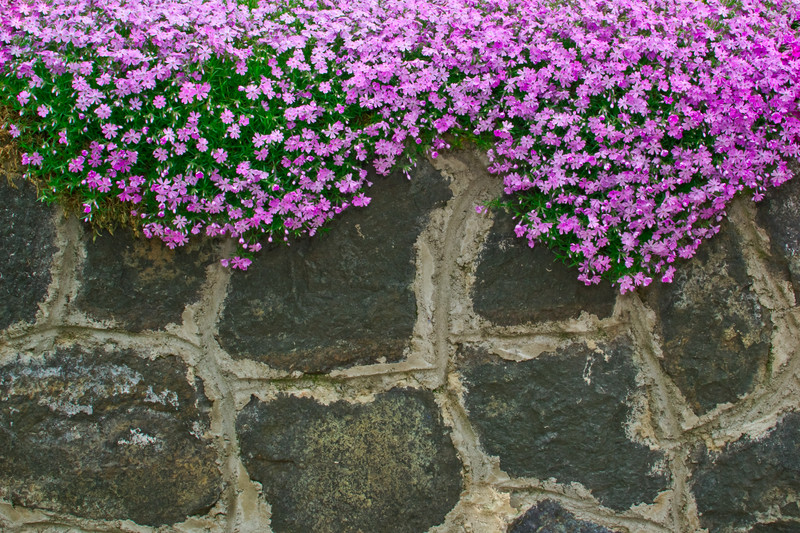 bepflanzen natursteinmauer mauer steinmauer hausjournal bauen
