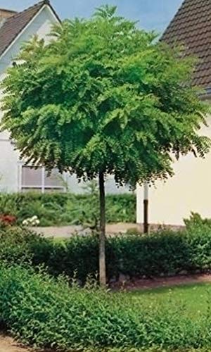 Kugel Akazie, Kugel Robinie, Robinia Umbraculifera, Höhe: 250 cm, Stammhöhe: 180 cm + Dünger