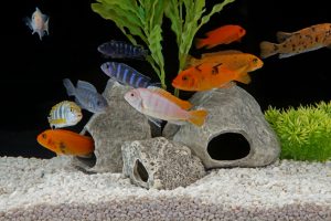 Aquarium Fische Arten