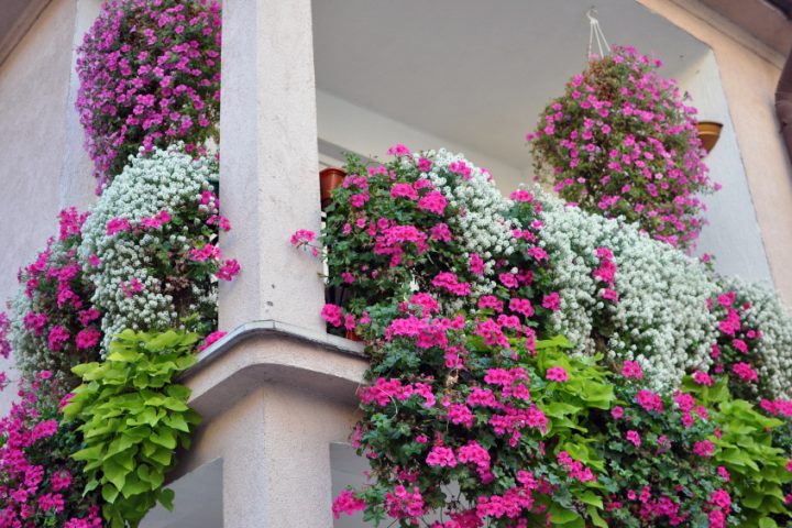 BalkonSichtschutz pflanzen
