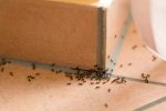 Ameisen bekämpfen Kalk