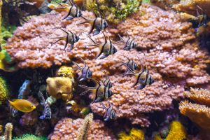 Meerwasseraquarium Kosten