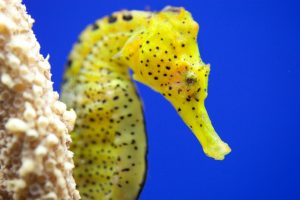 Meerwasseraquarium einrichten