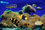 Meerwasseraquarium selber bauen