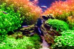 Nano Aquarium Pflanzen