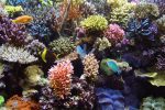 Salzwasseraquarium Pflege