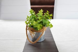 Topfpflanze Tisch