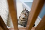 Treppenschutzgitter Katzen