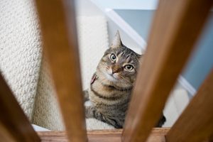 Treppenschutzgitter Katzen