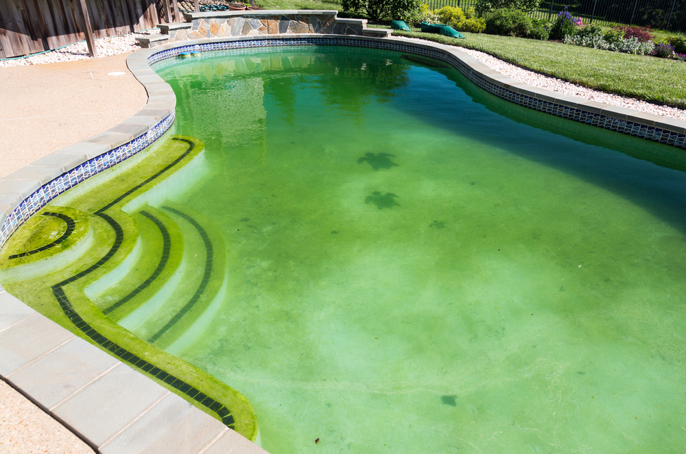 algen-im-pool-trotzdem-baden