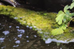 algen-im-teich-hausmittel