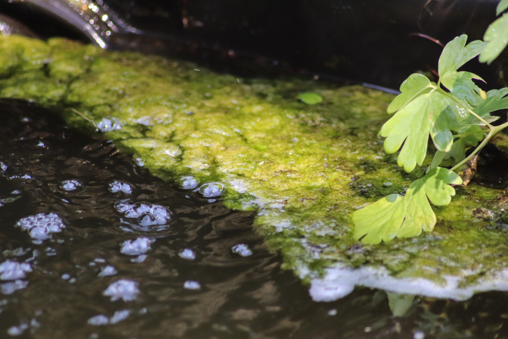 klares Wasser einfach eine Algen im Teich biologisch entfernen pH-Regulierung, 