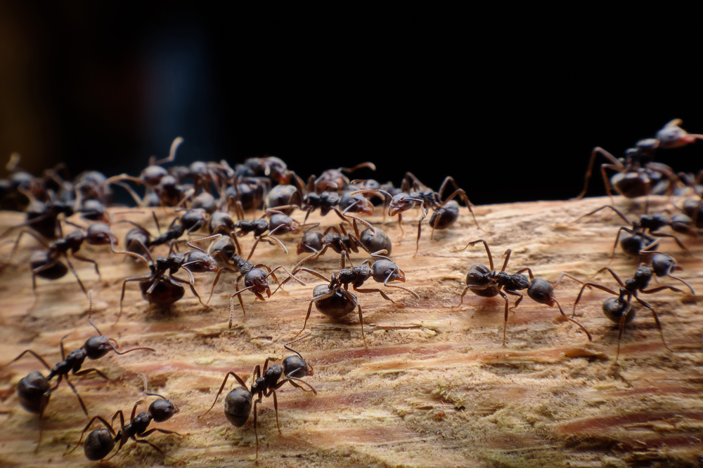 Ameisen Im Dachbalken So Reagieren Sie Richtig