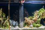 aquarium-steine-von-algen-befreien