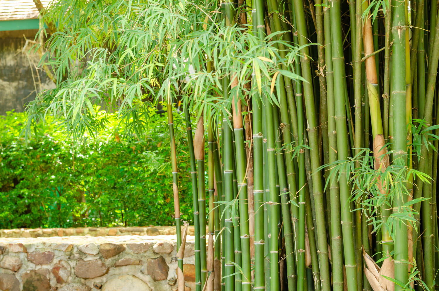 bambus-entfernen-kosten