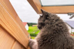 Katze guckt aus Dachfenster
