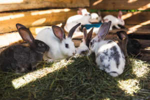 gartenhaus-zum-kaninchenstall-umbauen