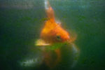 hartnaeckige-algen-an-aquariumscheibe