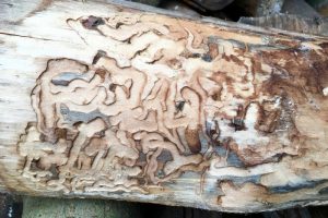 holzwurm-im-brennholz