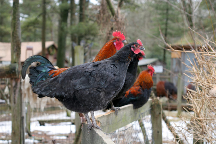 Hühner flügel stutzen tierquälerei - Die ausgezeichnetesten Hühner flügel stutzen tierquälerei verglichen