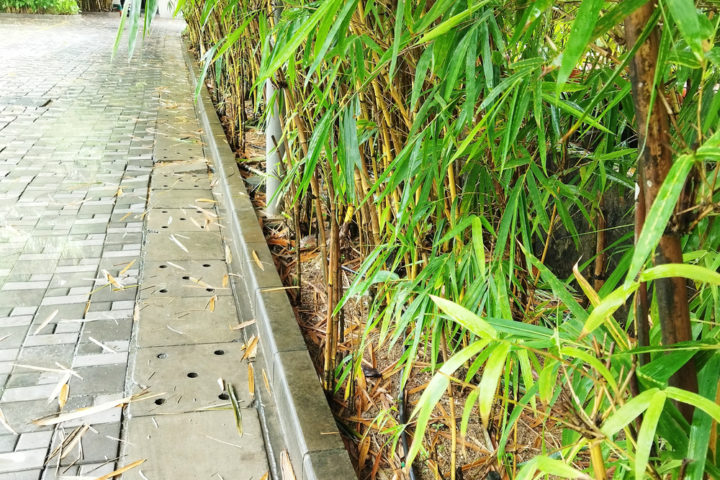 kann-bambus-durch-beton-wachsen