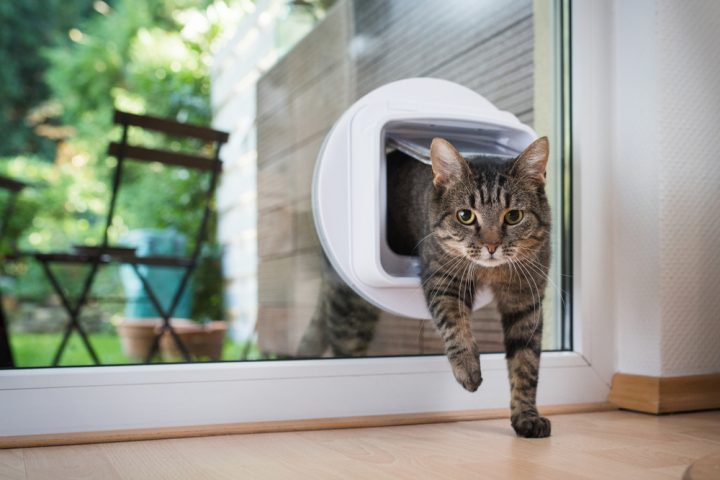 Katzenklappe isolierglas - Alle Favoriten unter der Vielzahl an Katzenklappe isolierglas!