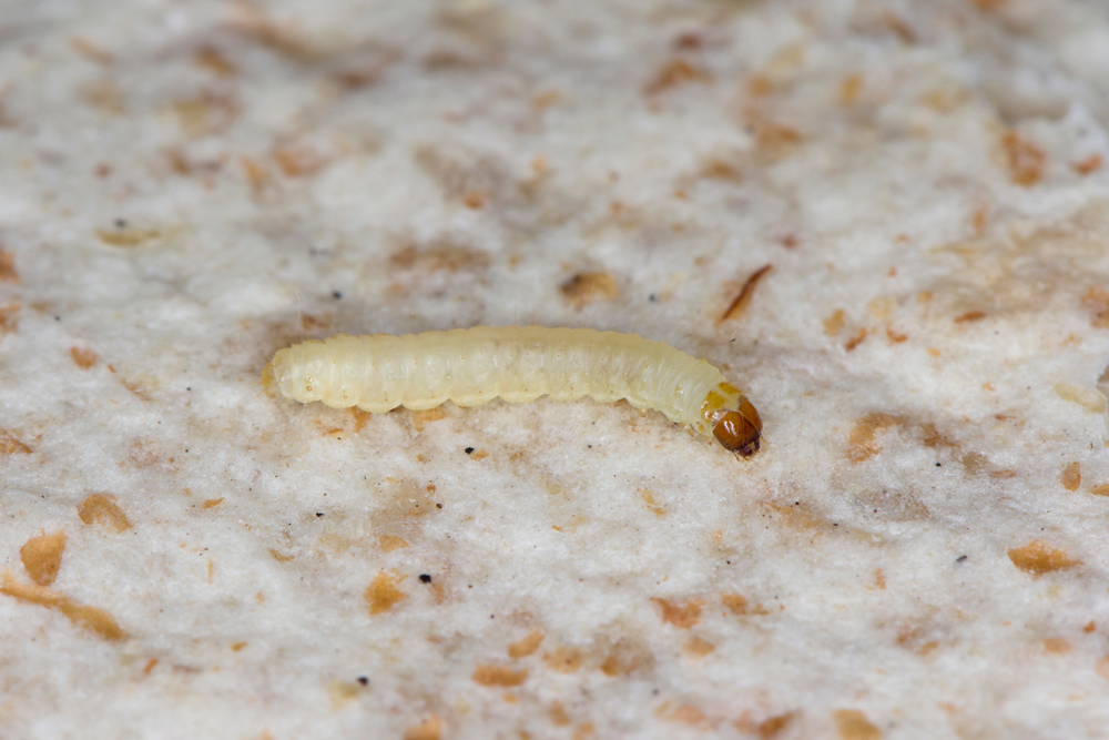 Kleine weiße Würmer im Badezimmer " Bestimmen & bekämpfen 