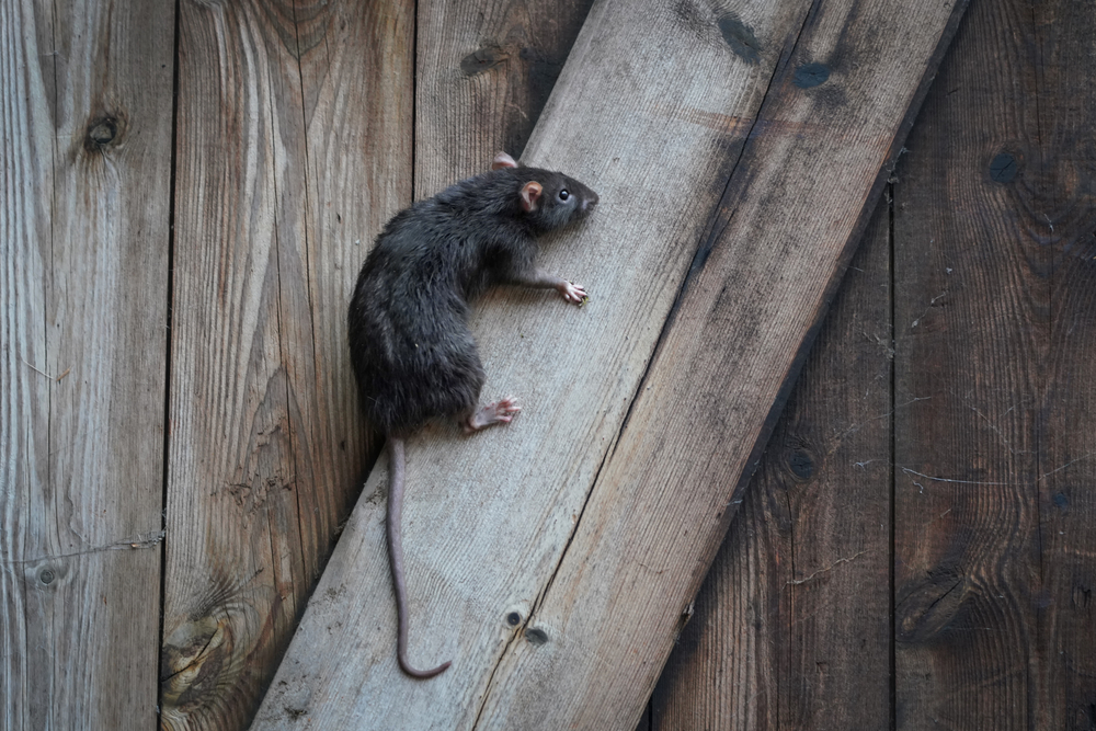 Klettern Ratten die Hauswand hoch? - Hausjournal.net