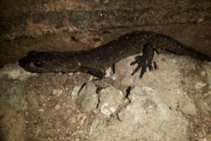 salamander-im-keller