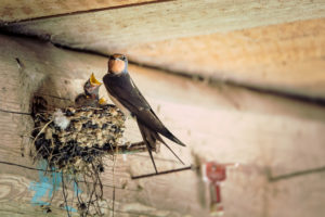 Welche Punkte es vorm Kaufen die Vogelabwehr dachrinne spatzen zu untersuchen gibt