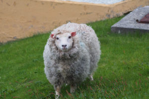 shetland-wolle-eigenschaften