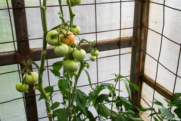 ueberdachung-tomaten-selber-bauen