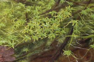 unterwasserpflanzen-gegen-algen