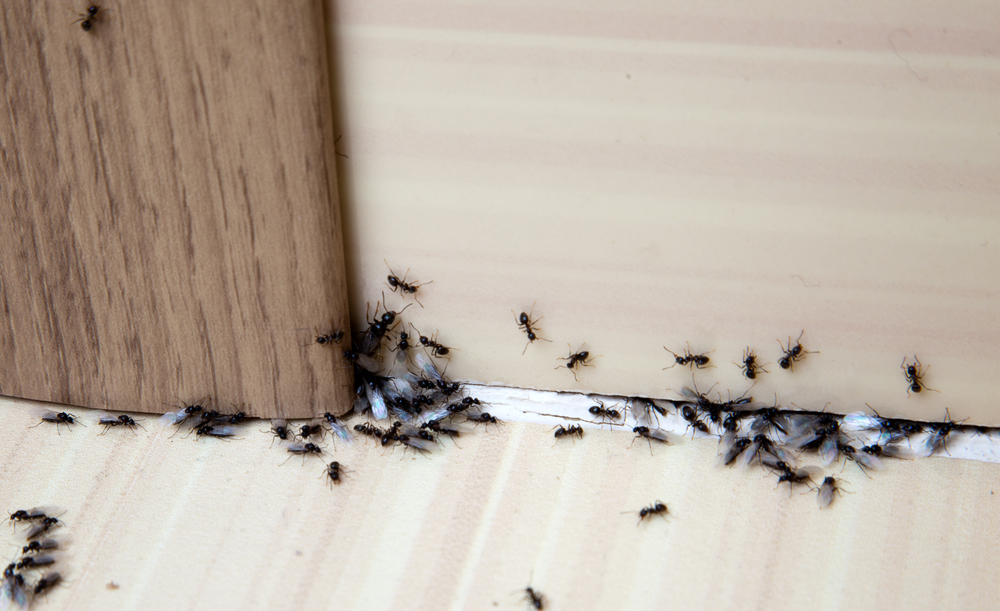 Wie kommen Ameisen ins Haus 187 So versperren Sie den Zugang